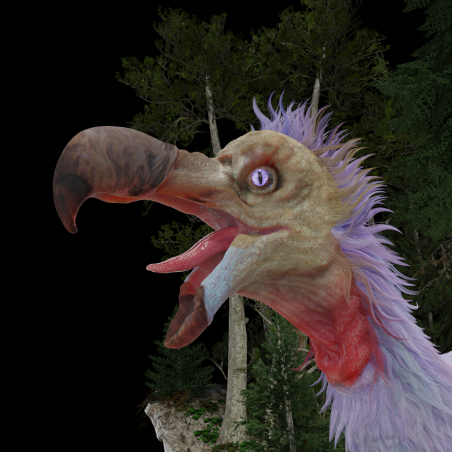 dodo 4