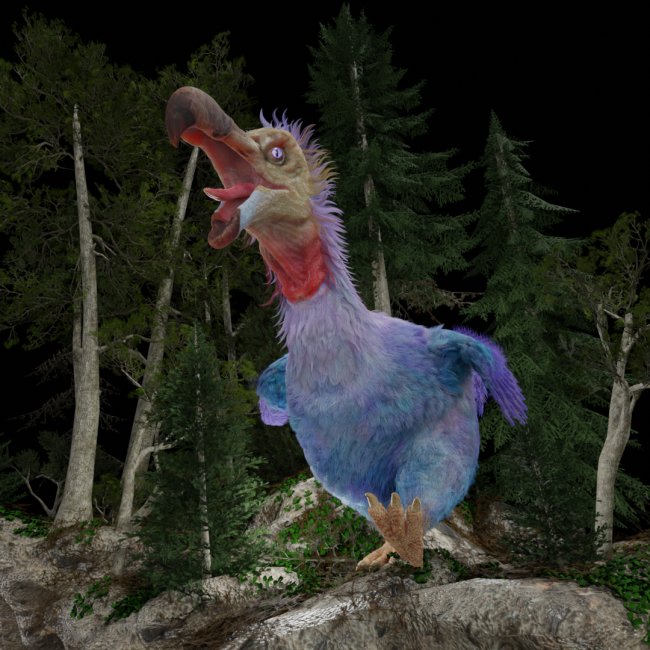dodo 5